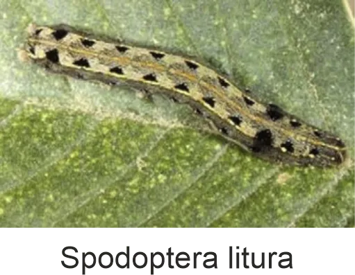 Spodoptera litura
